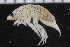  ( - ZMBN_106453)  @11 [ ] CreativeCommons - Attribution Non-Commercial Share-Alike (2017) University of Bergen Natural History Collections