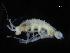  ( - ZMBN_106465)  @11 [ ] CreativeCommons - Attribution Non-Commercial Share-Alike (2017) University of Bergen Natural History Collections