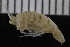  ( - ZMBN_106466)  @11 [ ] CreativeCommons - Attribution Non-Commercial Share-Alike (2017) University of Bergen Natural History Collections