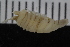  ( - ZMBN_106466)  @11 [ ] CreativeCommons - Attribution Non-Commercial Share-Alike (2017) University of Bergen Natural History Collections