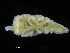  ( - ZMBN_106474)  @11 [ ] CreativeCommons - Attribution Non-Commercial Share-Alike (2017) University of Bergen Natural History Collections