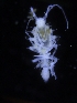  ( - ZMBN_106477)  @11 [ ] CreativeCommons - Attribution Non-Commercial Share-Alike (2017) University of Bergen Natural History Collections