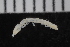  ( - ZMBN_106479)  @11 [ ] CreativeCommons - Attribution Non-Commercial Share-Alike (2017) University of Bergen Natural History Collections
