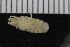  ( - ZMBN_106488)  @11 [ ] CreativeCommons - Attribution Non-Commercial Share-Alike (2017) University of Bergen Natural History Collections