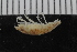 ( - ZMBN_106488)  @11 [ ] CreativeCommons - Attribution Non-Commercial Share-Alike (2017) University of Bergen Natural History Collections