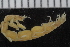  ( - ZMBN_106490)  @11 [ ] CreativeCommons - Attribution Non-Commercial Share-Alike (2017) University of Bergen Natural History Collections