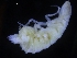  ( - ZMBN_106494)  @11 [ ] CreativeCommons - Attribution Non-Commercial Share-Alike (2017) University of Bergen Natural History Collections