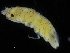  ( - ZMBN_116074)  @11 [ ] CreativeCommons - Attribution Non-Commercial Share-Alike (2017) University of Bergen Natural History Collections