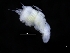  ( - ZMBN_120404)  @11 [ ] CreativeCommons - Attribution Non-Commercial Share-Alike (2017) University of Bergen Natural History Collections