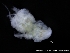  ( - ZMBN_120404)  @11 [ ] CreativeCommons - Attribution Non-Commercial Share-Alike (2017) University of Bergen Natural History Collections