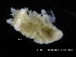  ( - ZMBN_120405)  @11 [ ] CreativeCommons - Attribution Non-Commercial Share-Alike (2017) University of Bergen Natural History Collections