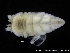  ( - ZMBN_120405)  @11 [ ] CreativeCommons - Attribution Non-Commercial Share-Alike (2017) University of Bergen Natural History Collections