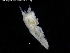  (Ilyarachna cf. una - ZMBN_120409)  @11 [ ] CreativeCommons - Attribution Non-Commercial Share-Alike (2017) University of Bergen Natural History Collections