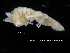  (Ilyarachna cf. torleivi - ZMBN_120410)  @11 [ ] CreativeCommons - Attribution Non-Commercial Share-Alike (2017) University of Bergen Natural History Collections