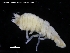  ( - ZMBN_120410)  @11 [ ] CreativeCommons - Attribution Non-Commercial Share-Alike (2017) University of Bergen Natural History Collections