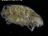  (Eurydice cf. inermis - ZMBN_120426)  @11 [ ] CreativeCommons - Attribution Non-Commercial Share-Alike (2017) University of Bergen Natural History Collections