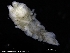  ( - ZMBN_120437)  @11 [ ] CreativeCommons - Attribution Non-Commercial Share-Alike (2017) University of Bergen Natural History Collections