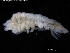  ( - ZMBN_120437)  @11 [ ] CreativeCommons - Attribution Non-Commercial Share-Alike (2017) University of Bergen Natural History Collections