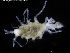  ( - ZMBN_120452)  @11 [ ] CreativeCommons - Attribution Non-Commercial Share-Alike (2017) University of Bergen Natural History Collections