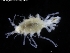  ( - ZMBN_120452)  @11 [ ] CreativeCommons - Attribution Non-Commercial Share-Alike (2017) University of Bergen Natural History Collections