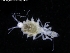  ( - ZMBN_120471)  @11 [ ] CreativeCommons - Attribution Non-Commercial Share-Alike (2017) University of Bergen Natural History Collections