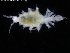  ( - ZMBN_120483)  @11 [ ] CreativeCommons - Attribution Non-Commercial Share-Alike (2017) University of Bergen Natural History Collections