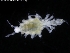  ( - ZMBN_120483)  @11 [ ] CreativeCommons - Attribution Non-Commercial Share-Alike (2017) University of Bergen Natural History Collections
