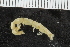  ( - ZMBN_120486)  @11 [ ] CreativeCommons - Attribution Non-Commercial Share-Alike (2017) University of Bergen Natural History Collections