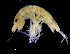  ( - ZMBN_98319)  @11 [ ] CreativeCommons - Attribution Non-Commercial Share-Alike (2015) University of Bergen University of Bergen, Natural History Collections