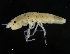  ( - ZMBN_98320)  @11 [ ] CreativeCommons - Attribution Non-Commercial Share-Alike (2015) University of Bergen University of Bergen, Natural History Collections