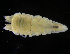  ( - ZMBN_98321)  @11 [ ] CreativeCommons - Attribution Non-Commercial Share-Alike (2015) University of Bergen University of Bergen, Natural History Collections