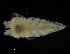  (Ilyarachna longicornis - ZMBN_98332)  @11 [ ] CreativeCommons - Attribution Non-Commercial Share-Alike (2015) University of Bergen University of Bergen, Natural History Collections