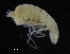  ( - ZMBN_98336)  @11 [ ] CreativeCommons - Attribution Non-Commercial Share-Alike (2015) University of Bergen University of Bergen, Natural History Collections