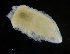  ( - ZMBN_98337)  @11 [ ] CreativeCommons - Attribution Non-Commercial Share-Alike (2015) University of Bergen University of Bergen, Natural History Collections