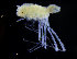  (Munna cf. hanseni - ZMBN_98354)  @11 [ ] CreativeCommons - Attribution Non-Commercial Share-Alike (2015) University of Bergen University of Bergen, Natural History Collections