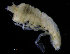  ( - ZMBN_98373)  @11 [ ] CreativeCommons - Attribution Non-Commercial Share-Alike (2015) University of Bergen University of Bergen, Natural History Collections