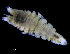  ( - ZMBN_98376)  @11 [ ] CreativeCommons - Attribution Non-Commercial Share-Alike (2015) University of Bergen University of Bergen, Natural History Collections