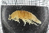  ( - ZMBN_98382)  @11 [ ] CreativeCommons - Attribution Non-Commercial Share-Alike (2015) University of Bergen University of Bergen, Natural History Collections