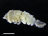  ( - ZMBN_98385)  @11 [ ] CreativeCommons - Attribution Non-Commercial Share-Alike (2015) University of Bergen University of Bergen, Natural History Collections