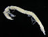  ( - ZMBN_98390)  @11 [ ] CreativeCommons - Attribution Non-Commercial Share-Alike (2015) University of Bergen University of Bergen, Natural History Collections