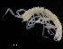  ( - ZMBN_98393)  @11 [ ] CreativeCommons - Attribution Non-Commercial Share-Alike (2015) University of Bergen University of Bergen, Natural History Collections
