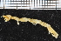  ( - ZMBN_98395)  @12 [ ] CreativeCommons - Attribution Non-Commercial Share-Alike (2015) University of Bergen University of Bergen, Natural History Collections