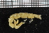  ( - ZMBN_98396)  @11 [ ] CreativeCommons - Attribution Non-Commercial Share-Alike (2015) University of Bergen University of Bergen, Natural History Collections