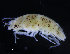  (Janiridae - ZMBN_98403)  @15 [ ] CreativeCommons - Attribution Non-Commercial Share-Alike (2015) University of Bergen University of Bergen, Natural History Collections