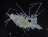  ( - ZMBN_98404)  @11 [ ] CreativeCommons - Attribution Non-Commercial Share-Alike (2015) University of Bergen University of Bergen, Natural History Collections
