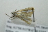  ( - BCZMBNLep0007)  @12 [ ] Copyright (2014) Univers. of Bergen, Natural History Collection Univers. of Bergen, Natural History Collection