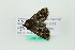  ( - BCZMBNLep0038)  @12 [ ] Copyright (2014) Univers. of Bergen, Natural History Collection Univers. of Bergen, Natural History Collection