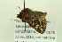  ( - BCZMBNLep0078)  @12 [ ] Copyright (2014) Univers. of Bergen, Natural History Collection Univers. of Bergen, Natural History Collection