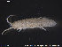  (Idotea chelipes - NOLI11)  @14 [ ] CreativeCommons - Attribution Share-Alike (2015) NTNU University Museum, Department of Natural History NTNU University Museum, Department of Natural History