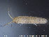  ( - NOLI12)  @11 [ ] CreativeCommons - Attribution Share-Alike (2015) NTNU University Museum, Department of Natural History NTNU University Museum, Department of Natural History